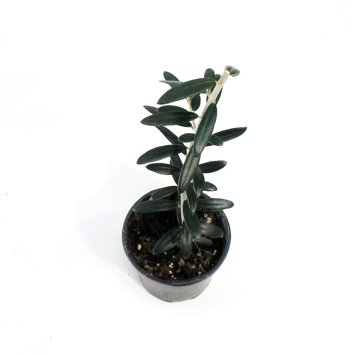 Olive, 4in