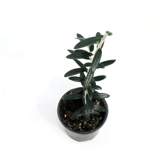 Olive, 4in