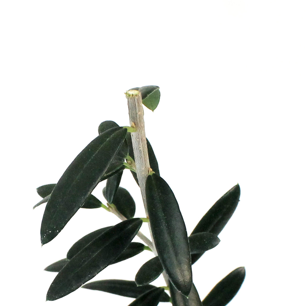 Olive, 4in
