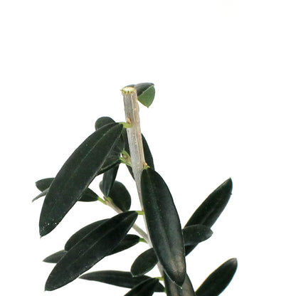Olive, 4in