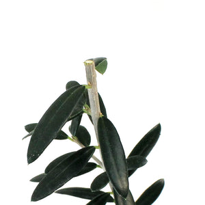 Olive, 4in