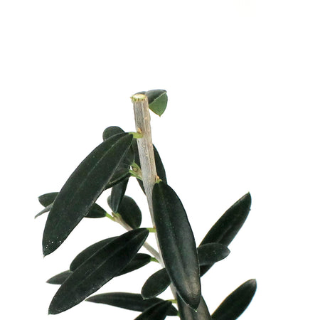 Olive, 4in