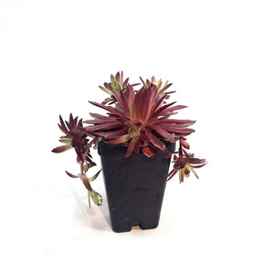 Chick Charms® Lotus Blossom™ Hen & Chicks