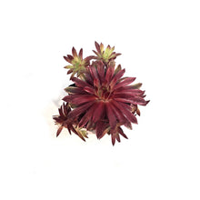 Load image into Gallery viewer, Chick Charms® Lotus Blossom™ Hen &amp; Chicks
