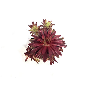 Chick Charms® Lotus Blossom™ Hen & Chicks