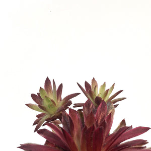 Chick Charms® Lotus Blossom™ Hen & Chicks