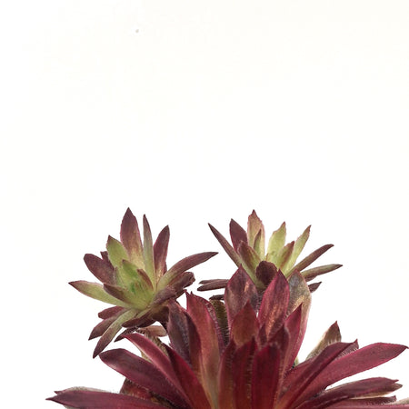 Chick Charms® Lotus Blossom™ Hen & Chicks