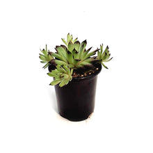 Load image into Gallery viewer, Chick Charms® Citrus Shock™ Hen &amp; Chicks
