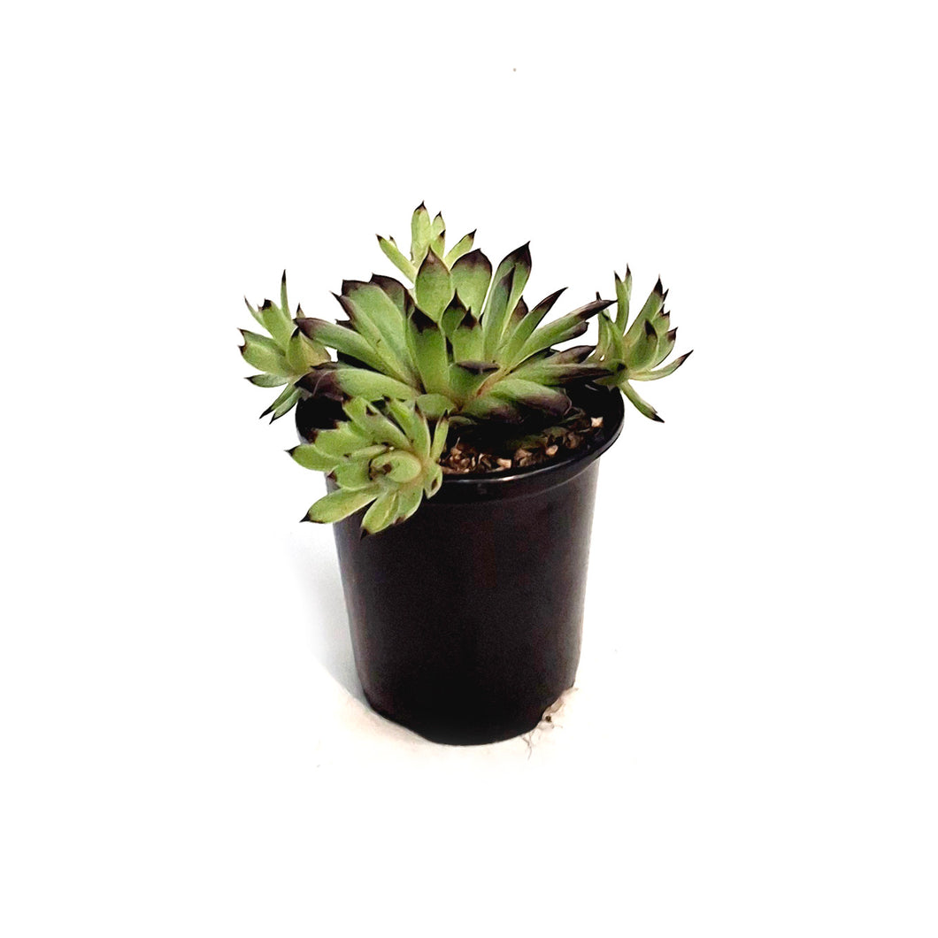 Chick Charms® Citrus Shock™ Hen & Chicks