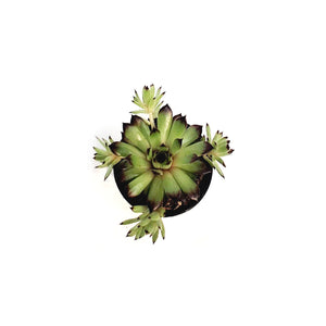 Chick Charms® Citrus Shock™ Hen & Chicks