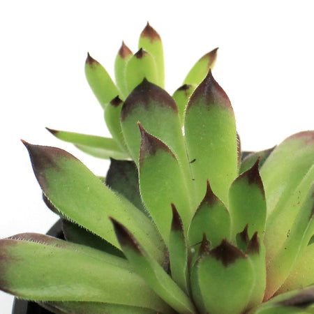 Chick Charms® Citrus Shock™ Hen & Chicks