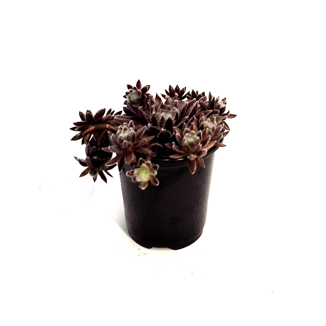 Chick Charms® Perfait Perfection™ Hen & Chicks