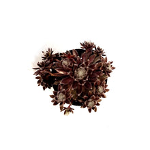 Load image into Gallery viewer, Chick Charms® Perfait Perfection™ Hen &amp; Chicks
