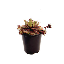 Load image into Gallery viewer, Chick Charms® Toffee Truffle™ Hen &amp; Chicks
