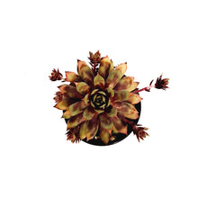 Load image into Gallery viewer, Chick Charms® Toffee Truffle™ Hen &amp; Chicks
