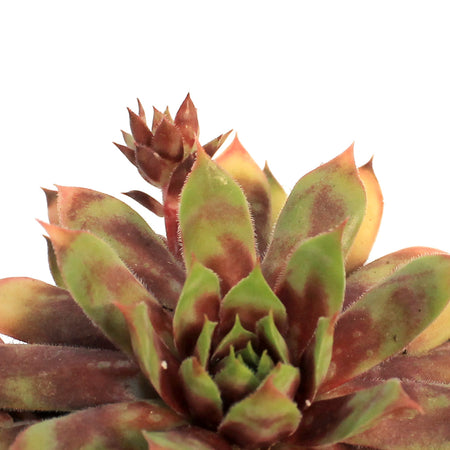Chick Charms® Toffee Truffle™ Hen & Chicks