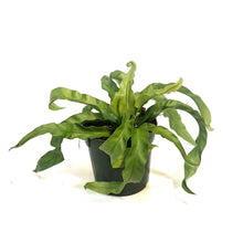 Load image into Gallery viewer, Fern, 4in, Hurricane
