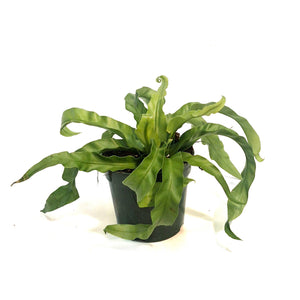 Fern, 4in, Hurricane