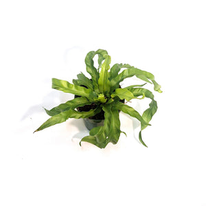 Fern, 4in, Hurricane