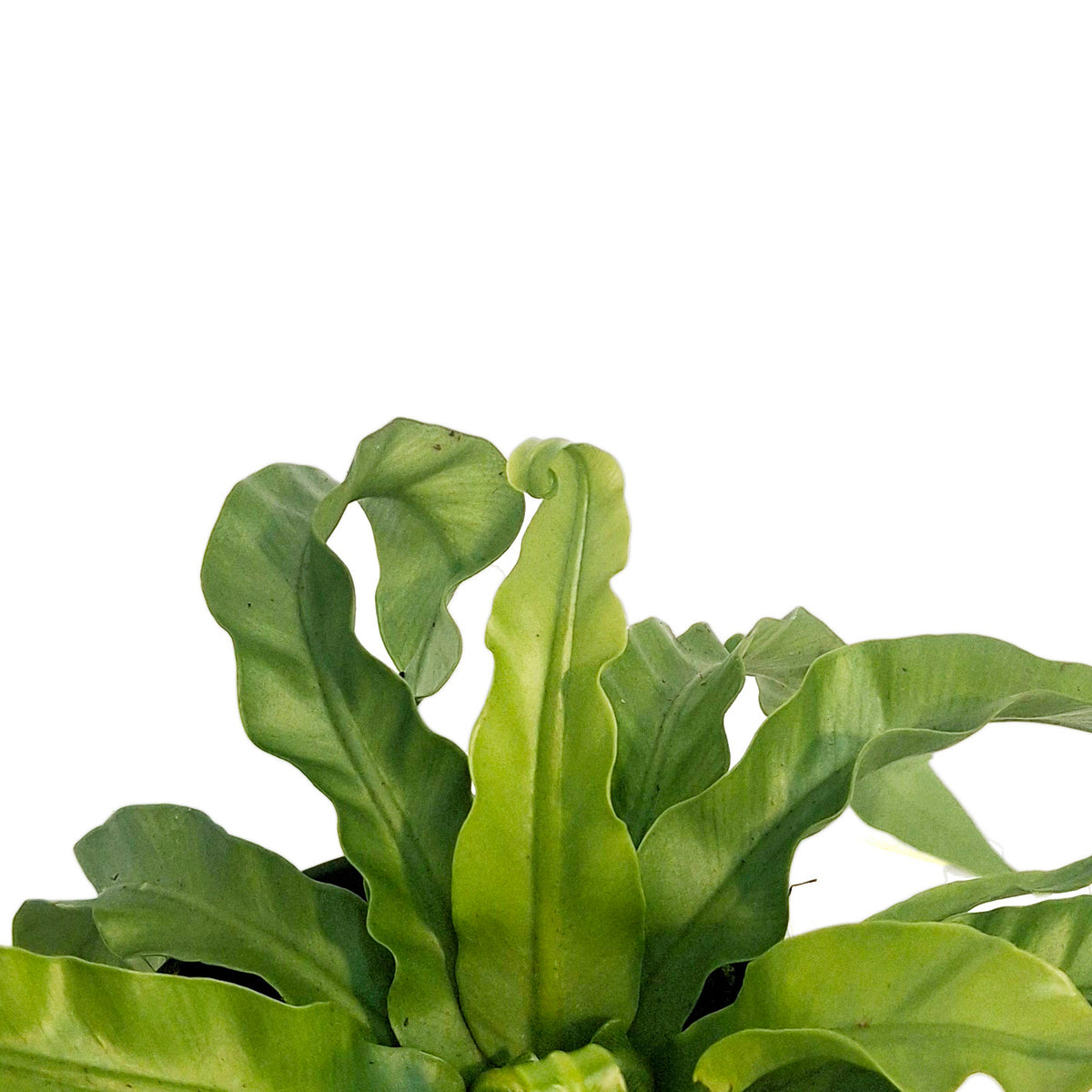 Fern, 4in, Hurricane