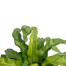 Load image into Gallery viewer, Fern, 4in, Hurricane
