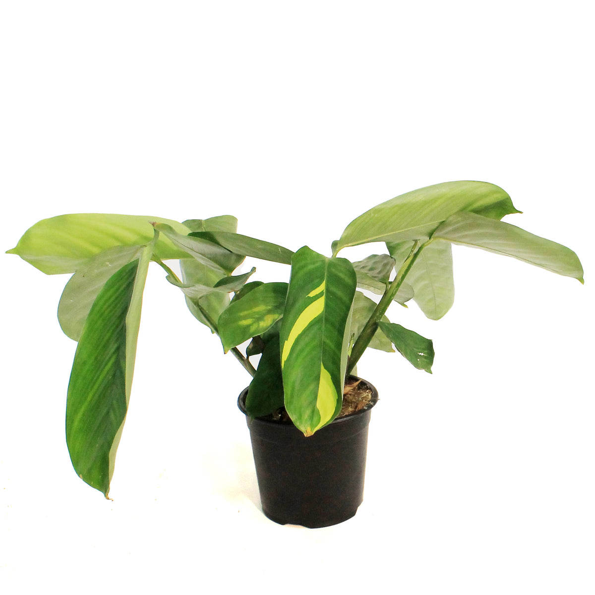 Ctenanthe, 4in, Lubbersiana