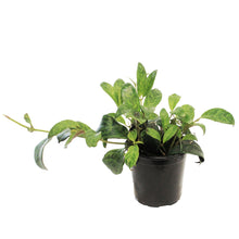 Load image into Gallery viewer, Lipstick Plant, 4in,Zebra Vine
