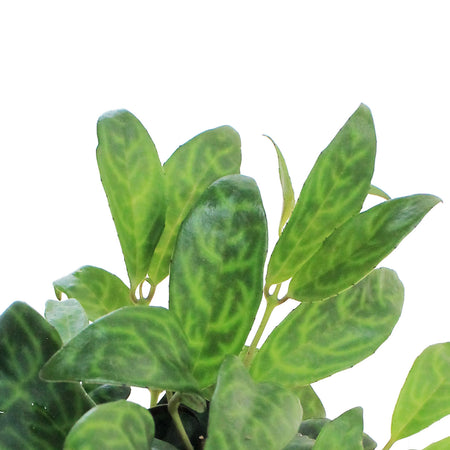Lipstick Plant, 4in,Zebra Vine