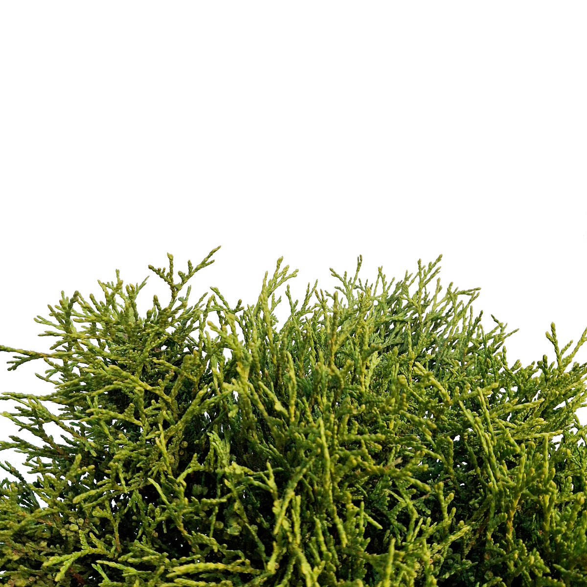 Cedar, 5 gal, Little Giant Globe