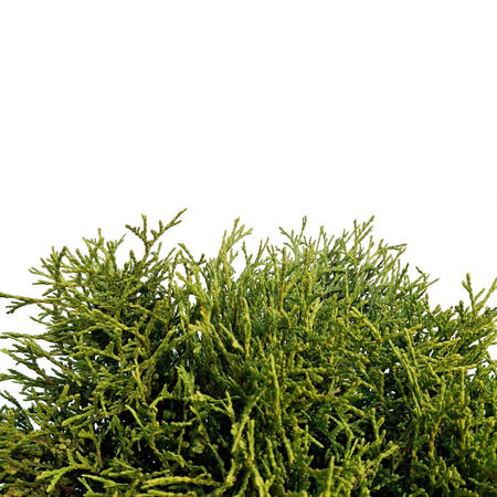 Cedar, 5 gal, Little Giant Globe