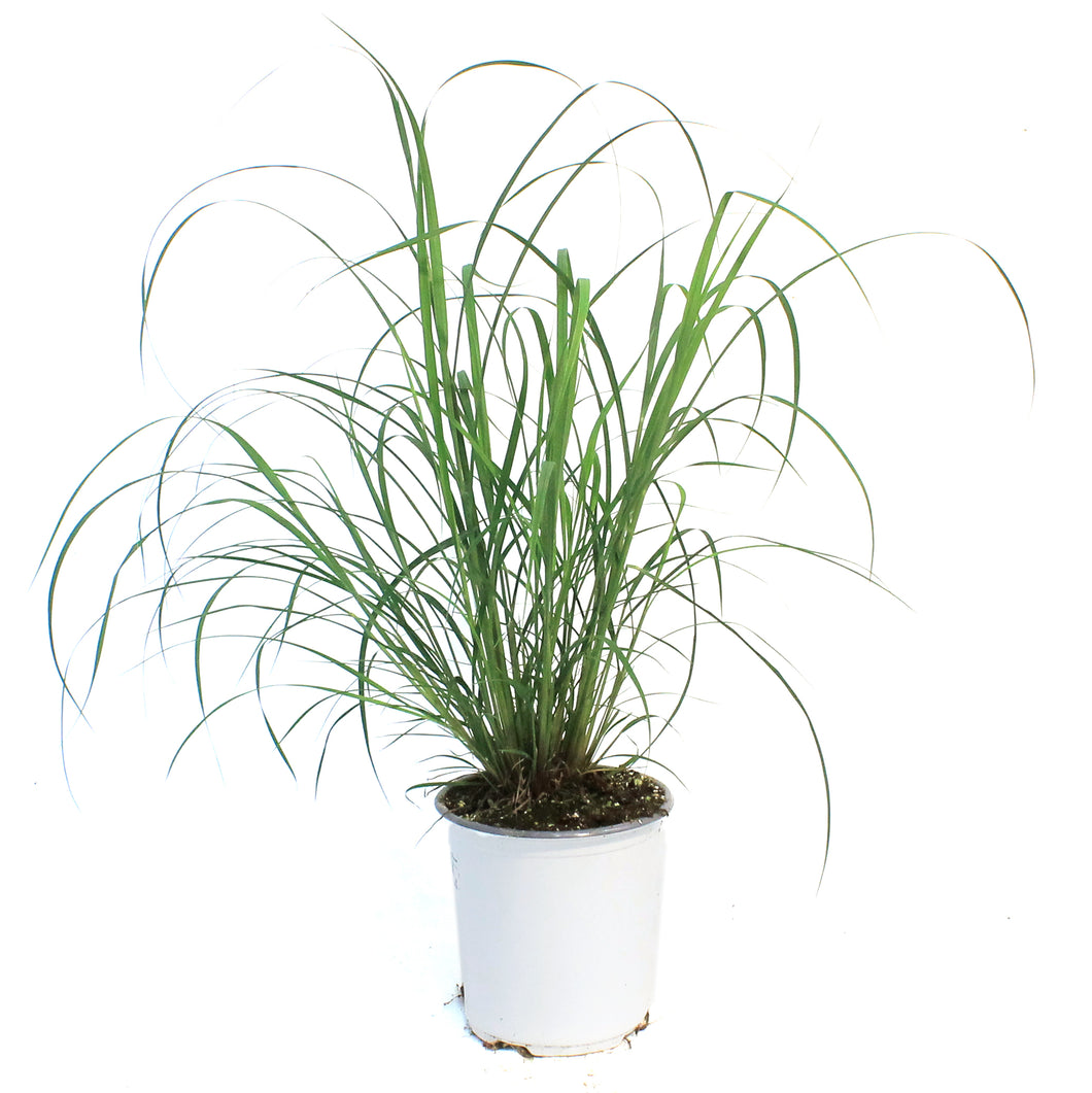 Grass, 1 gal, Big Bluestem