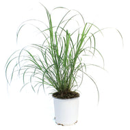 Grass, 1 gal, Big Bluestem