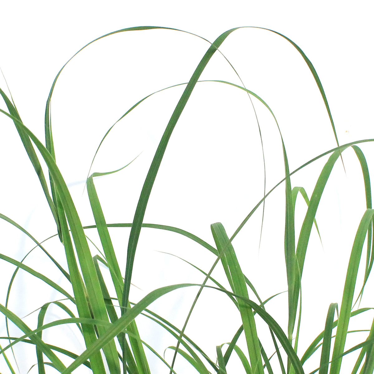 Grass, 1 gal, Big Bluestem