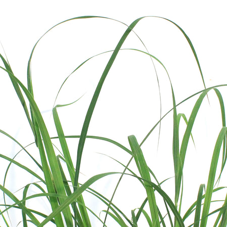 Grass, 1 gal, Big Bluestem
