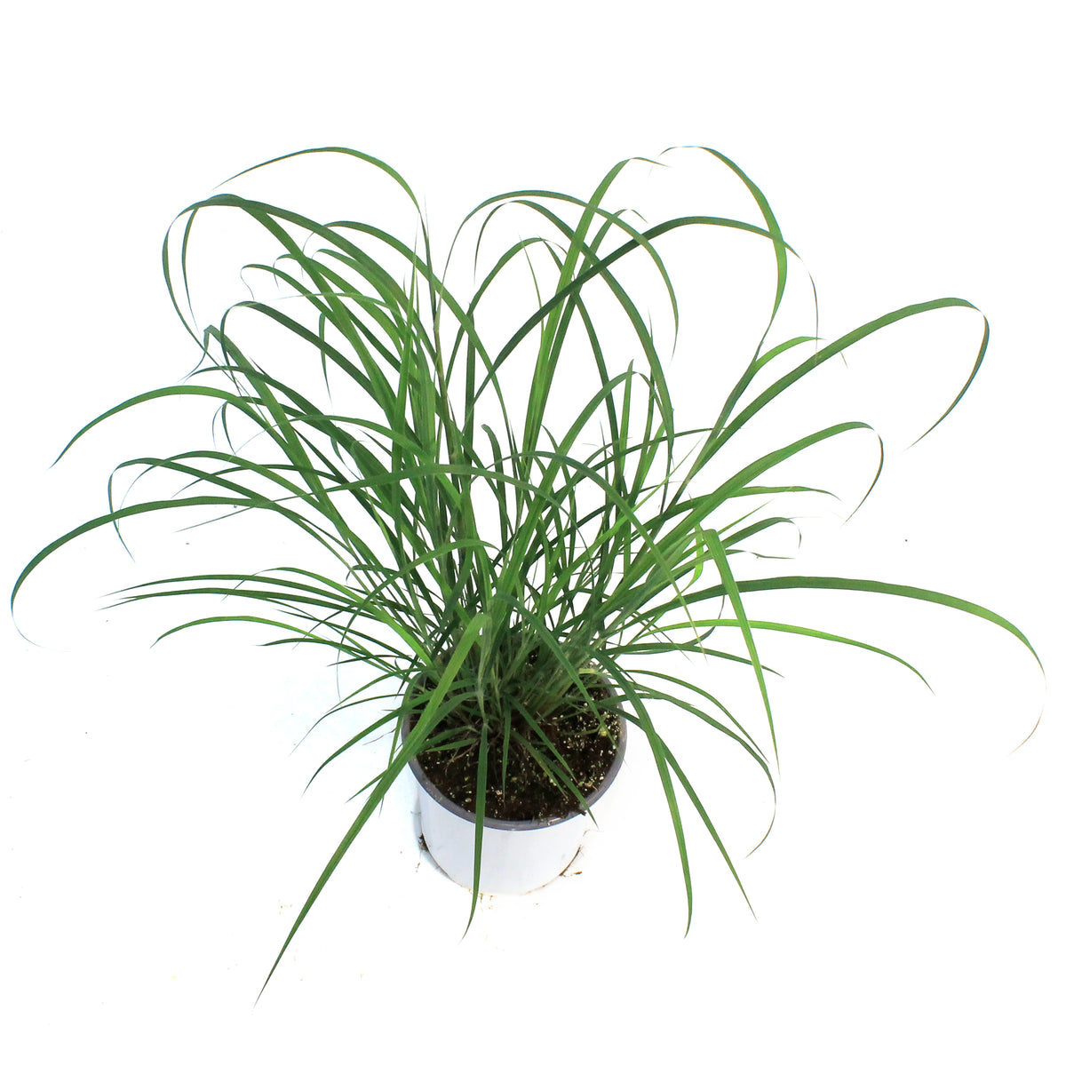 Grass, 1 gal, Big Bluestem