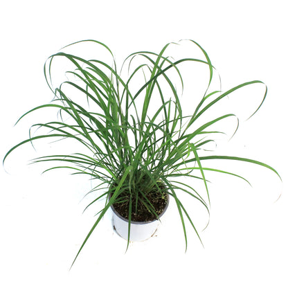 Grass, 1 gal, Big Bluestem