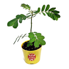 Load image into Gallery viewer, Annual, 5in,Cassia, Popcorn Plant
