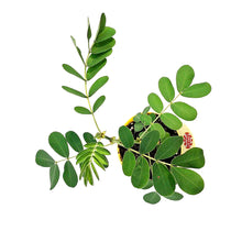 Load image into Gallery viewer, Annual, 5in,Cassia, Popcorn Plant
