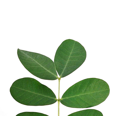 Annual, 5in,Cassia, Popcorn Plant