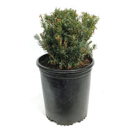 Yew, 5 gal, Morden Upright