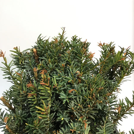 Yew, 5 gal, Morden Upright