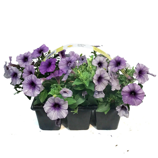 Annual, 6pk, Landscape Pack, Sun/Shade , Assorted