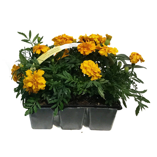 Annual, 6pk, Landscape Pack, Sun/Shade , Assorted
