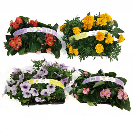 Annual, 6pk, Landscape Pack, Assorted