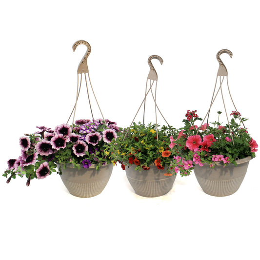 Hanging Basket, 12in, OPV