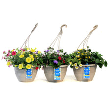 Load image into Gallery viewer, Hanging Basket, 12in, OPV Butterfly
