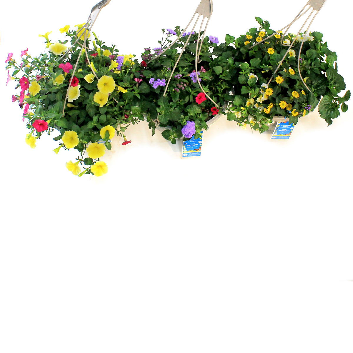 Hanging Basket, 12in, OPV Butterfly