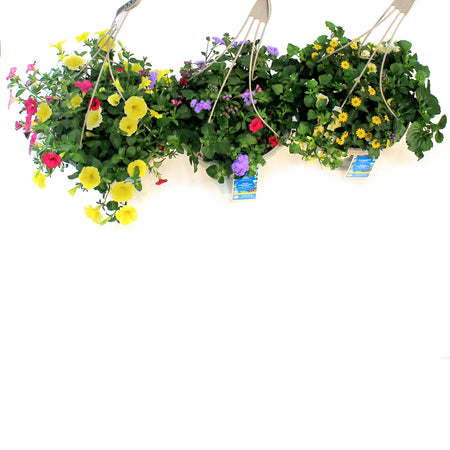 Hanging Basket, 12in, OPV Butterfly