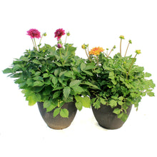 Load image into Gallery viewer, Planter, 12in, In&amp;Out OPV Dahlia

