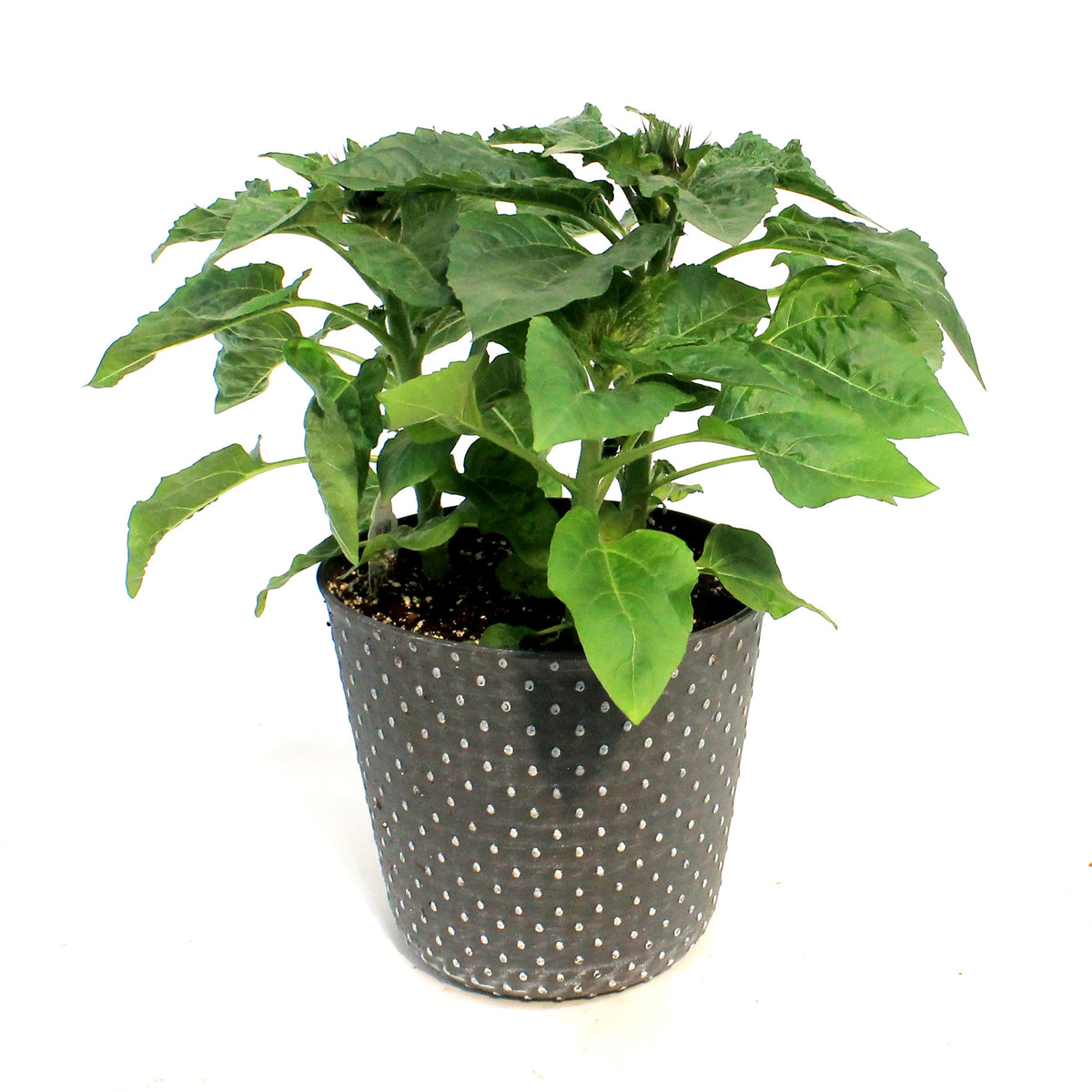 Planter, 9in, In&Out OPV Sunflower